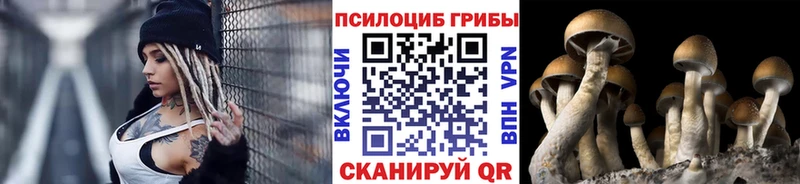 Псилоцибиновые грибы Psilocybine cubensis  Тюмень 
